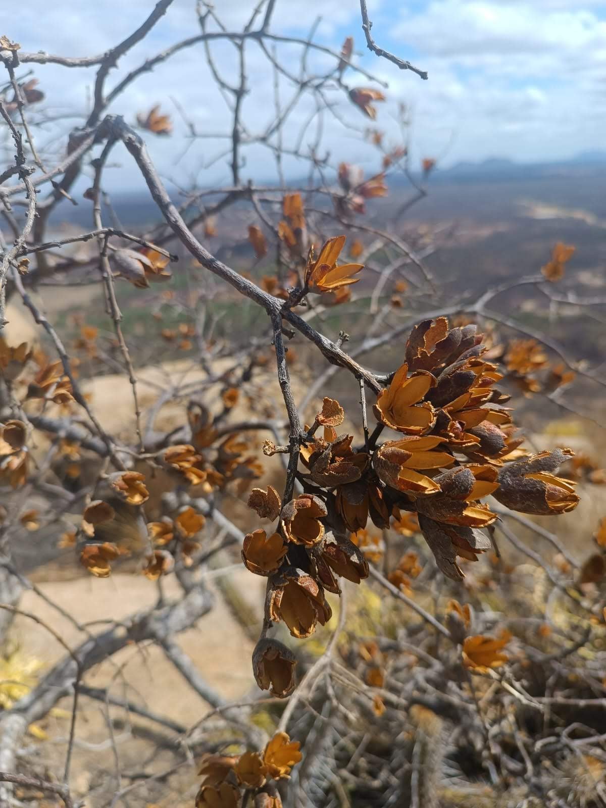 Elementos da caatinga associados ao território da marca